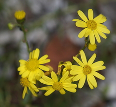Senecio inaequidens