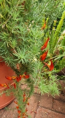 Lotus berthelotii