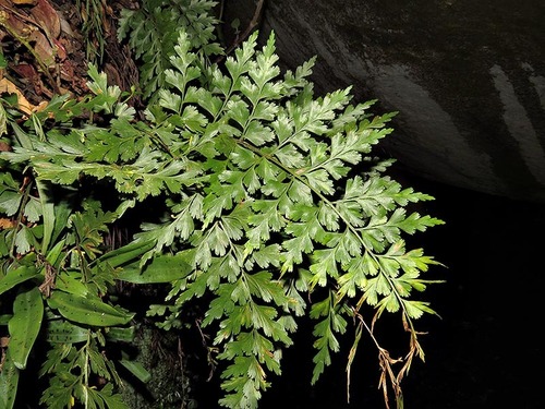 Asplenium aethiopicum image