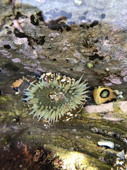 Anthopleura