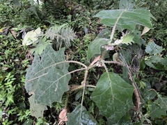 Solanum quitoense