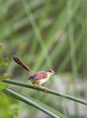 Prinia socialis
