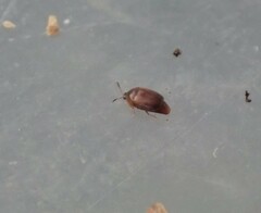 Sericoderus