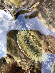 Anthopleura