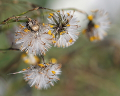 Senecio inaequidens