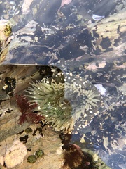 Anthopleura