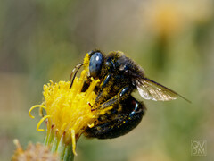 Xylocopa splendidula