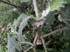 Solanum quitoense