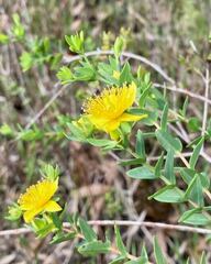 Hypericum myrtifolium