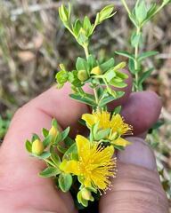 Hypericum myrtifolium