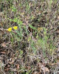 Hypericum myrtifolium