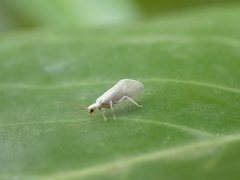 Coniopteryginae