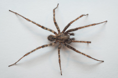 Tegenaria ferruginea