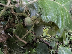Solanum quitoense