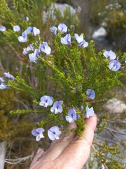 Psoralea aculeata