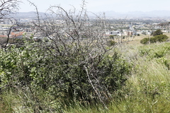 Gymnosporia buxifolia