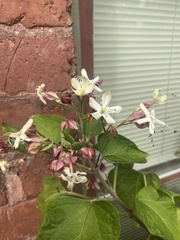 Clerodendrum trichotomum