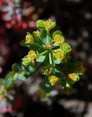 Euphorbia lurida