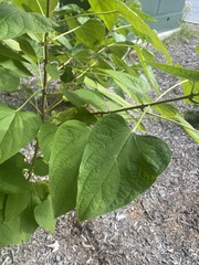 Clerodendrum trichotomum