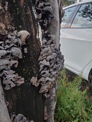 Auricularia auricula-judae