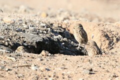 Athene cunicularia hypugaea