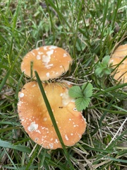 Amanita parcivolvata