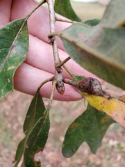 Quercus