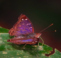 Doxocopa agathina