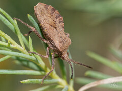 Spartocera
