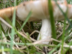 Amanita parcivolvata