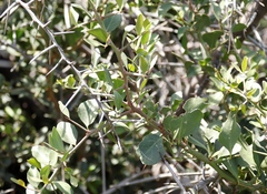 Gymnosporia buxifolia