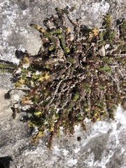 Galium bredasdorpense