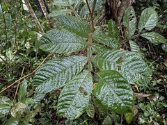 Inga