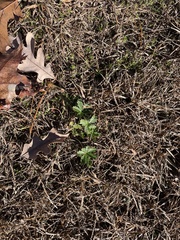 Potentilla intermedia