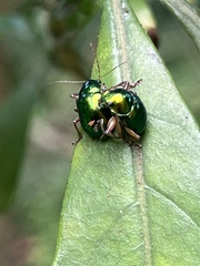 Colasposoma