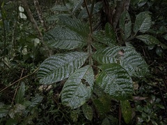 Inga