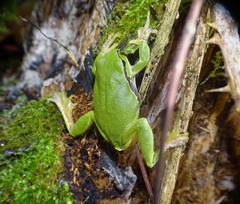 Hyla arborea