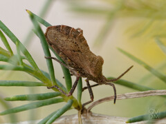 Spartocera