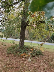 Quercus