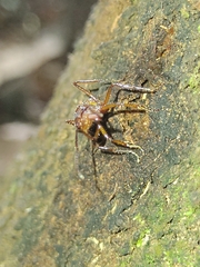 Ectatomma tuberculatum