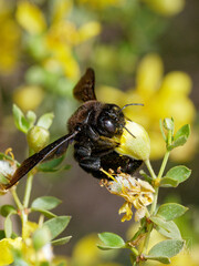 Xylocopa splendidula