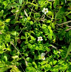Bacopa monnieri