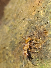 Ectatomma tuberculatum