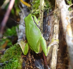 Hyla arborea