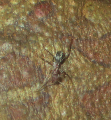 Anoplolepis