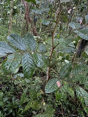 Inga