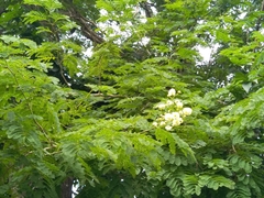 Albizia lebbeck