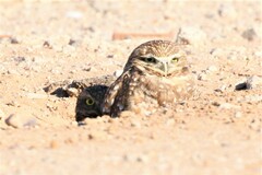 Athene cunicularia hypugaea