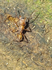 Ectatomma tuberculatum