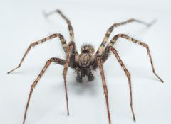 Tegenaria ferruginea